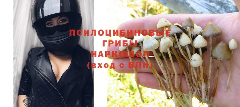 Псилоцибиновые грибы Psilocybe  Олонец 